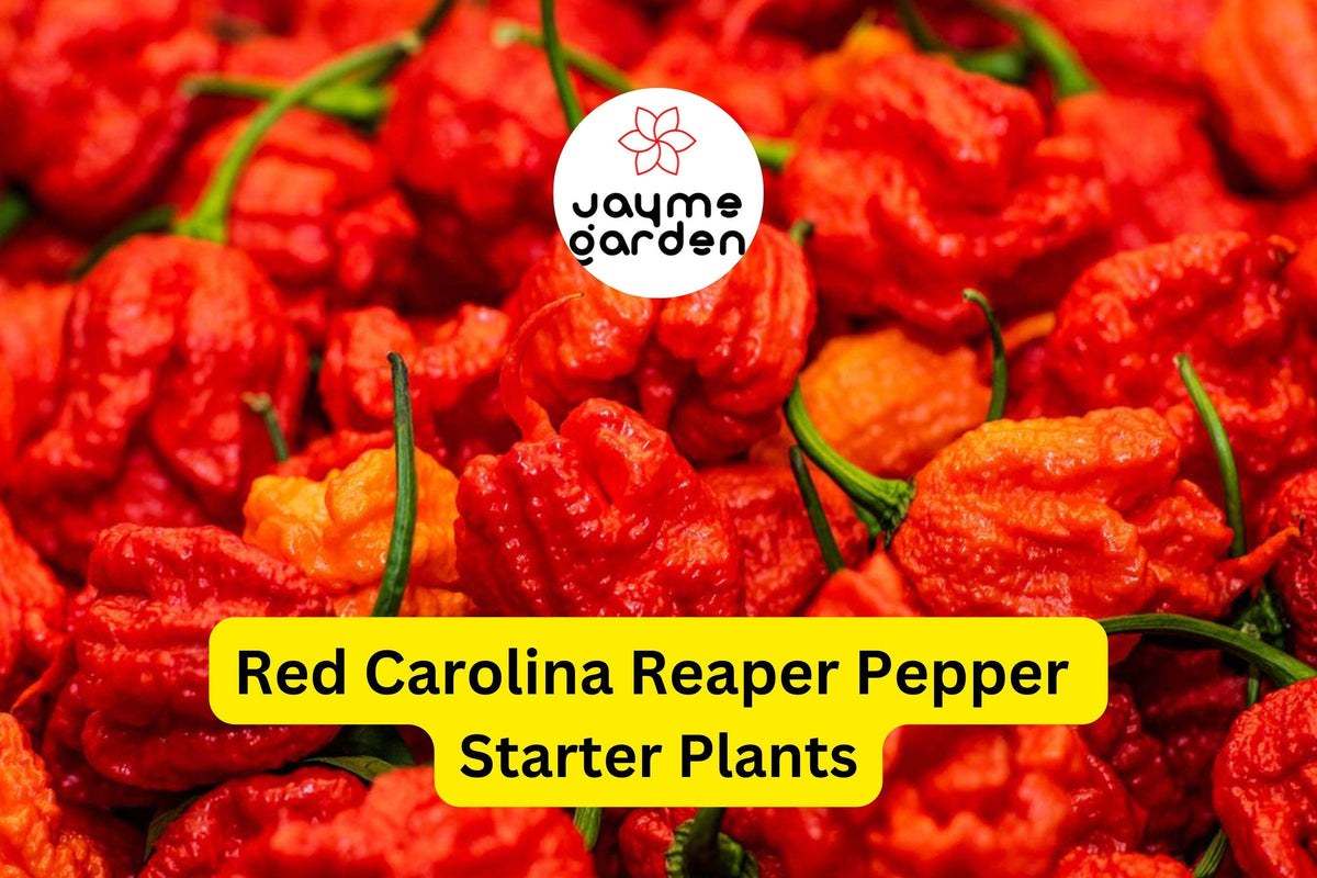 3 Red Carolina Reaper Starter Plants - Super Hot Chili - Capsicum chinense - Ideal for Gardens & Container Growing