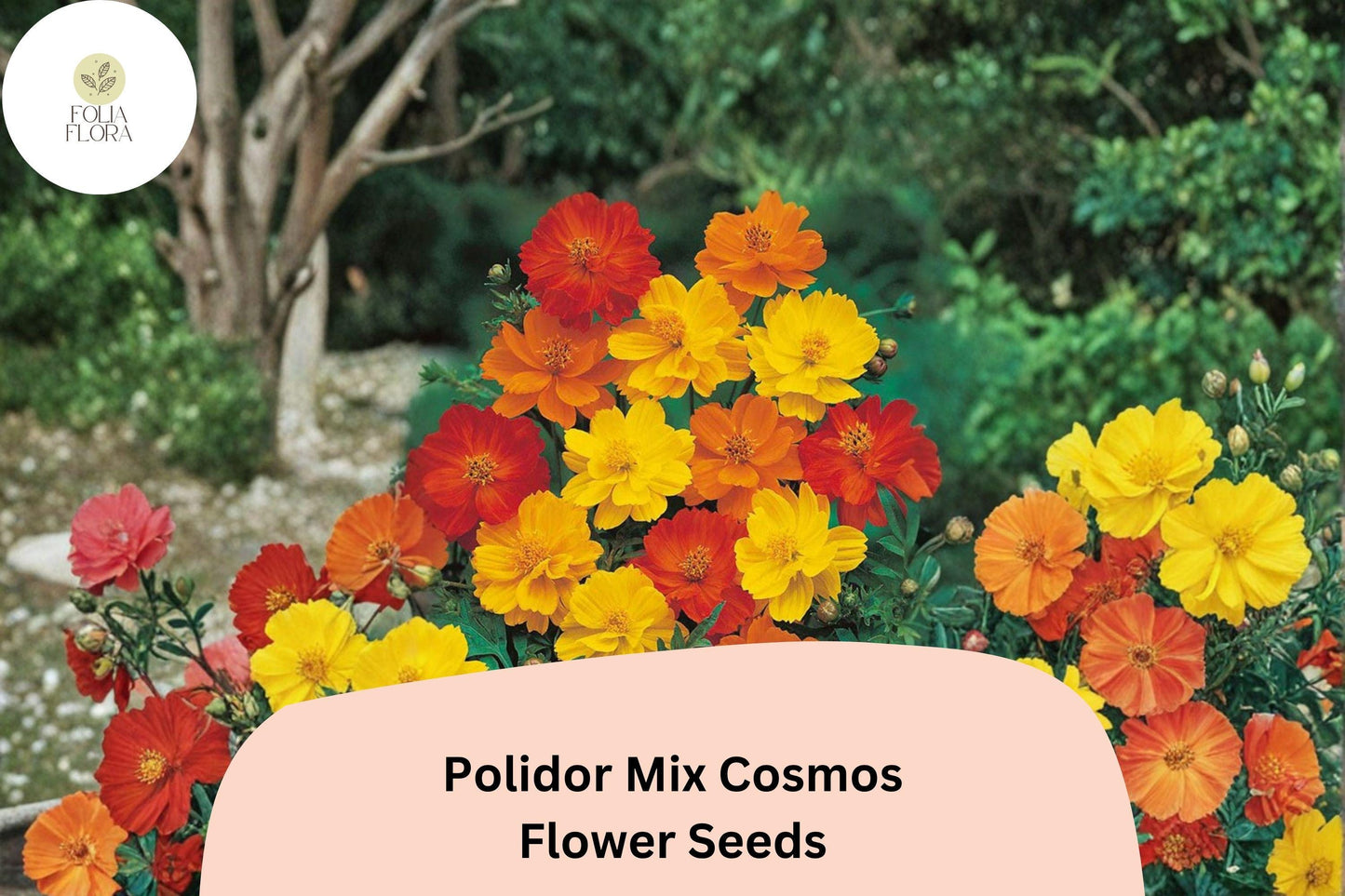 200+ Polidor Mix Cosmos Seeds - Orange, Red & Yellow Cosmos Sulphureus for Garden Planting