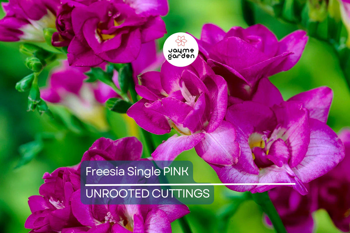 Freesia Bulbs - 5 Pink Fragrant Flower Bulbs, Easy to Grow, USDA Zone 9, Perfect for Gardens & Containers, Freesia