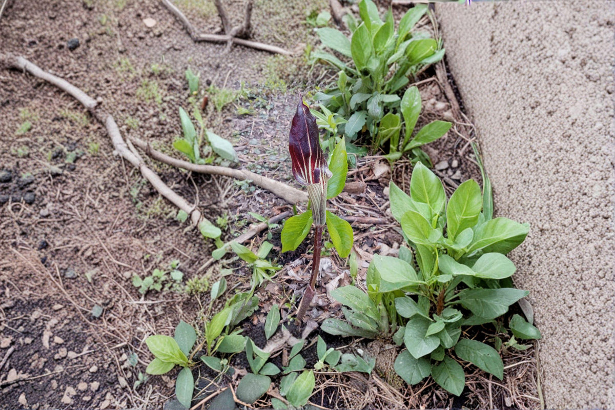 Jack-in-the-Pulpit Seeds - 5 Pack Arisaema triphyllum | Native Woodland Perennial | Unique Green & Purple Flower
