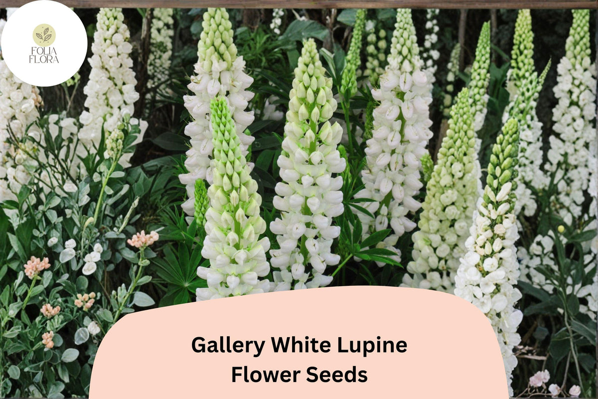 25+ Gallery White Lupine Seeds | Lupinus polyphyllus | Perennial White Flower Spikes for Gardens