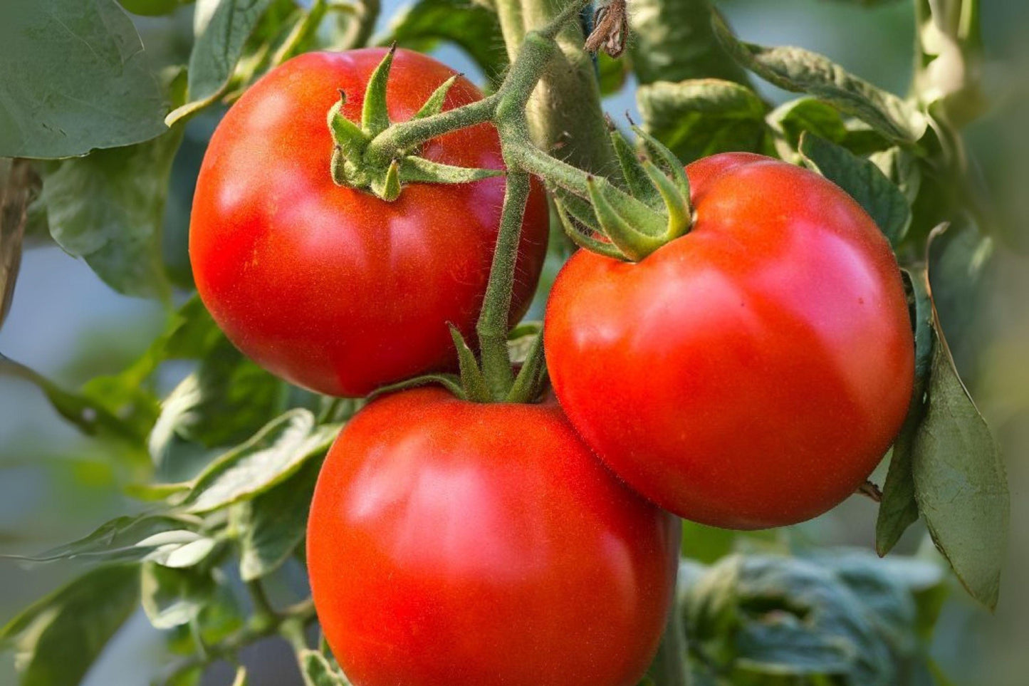 Heirloom Rutgers Tomato Seeds | Red Vegetable, 100 mg | Solanum lycopersicum | Non-GMO, High Germination, Perfect for Slicing & Canning
