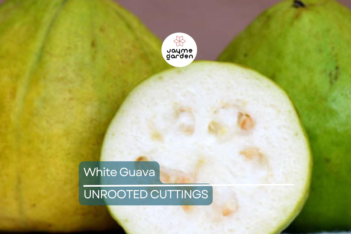 Live White Guava Tree Seedling – 8” Tropical Fruit Plant in Pot – Psidium guajava – Aromatic White Guavas for Home Garden