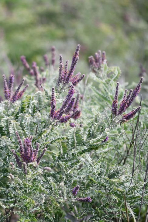 Amorpha canescens Seeds β Lead Plant Native Prairie Shrub Drought Tolerant Pollinator Plant for Restoration and Native Gardens