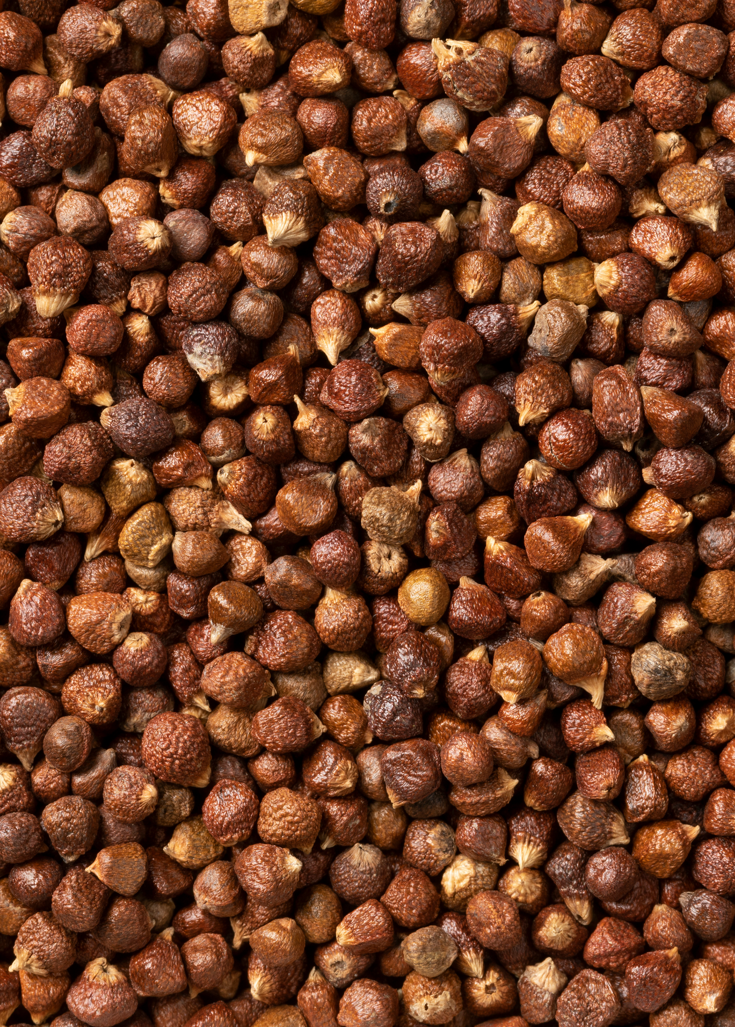Grains of Paradise Seeds - Aromatic Spicy Aframomum melegueta for Culinary & Medicinal Use
