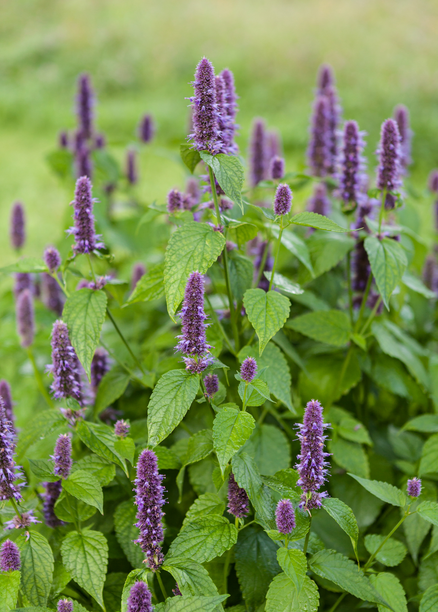 Anise Hyssop Herb Plant, Agastache foeniculum, Perennial, Lavender Blue, Pollinator Magnet, Drought Tolerant