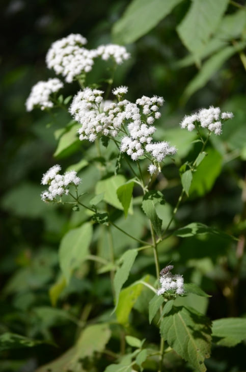 Ageratina Altissima Seeds (500) White Snakeroot – Native Perennial Wildflower for Shade Gardens