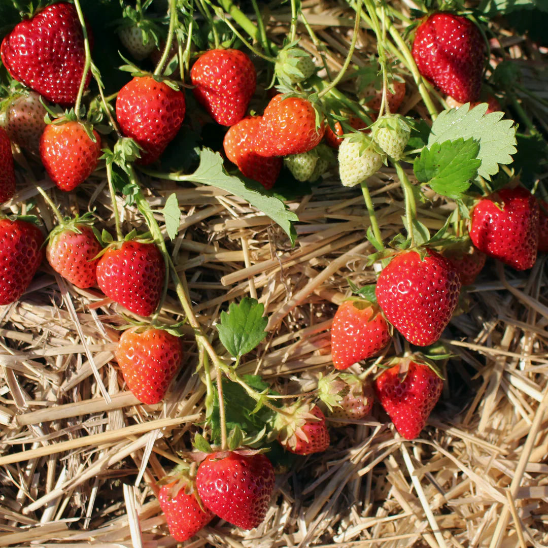 Allstar June-Bearing Strawberry Plants β 25 Bare Root, Large Sweet Berries, Cold Hardy, High Yield, Garden Fruit, Fragaria Γ ananassa