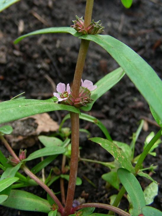 1000 Ammannia coccinea Seeds | Scarlet Toothcup Native Wetland Perennial for Pollinators