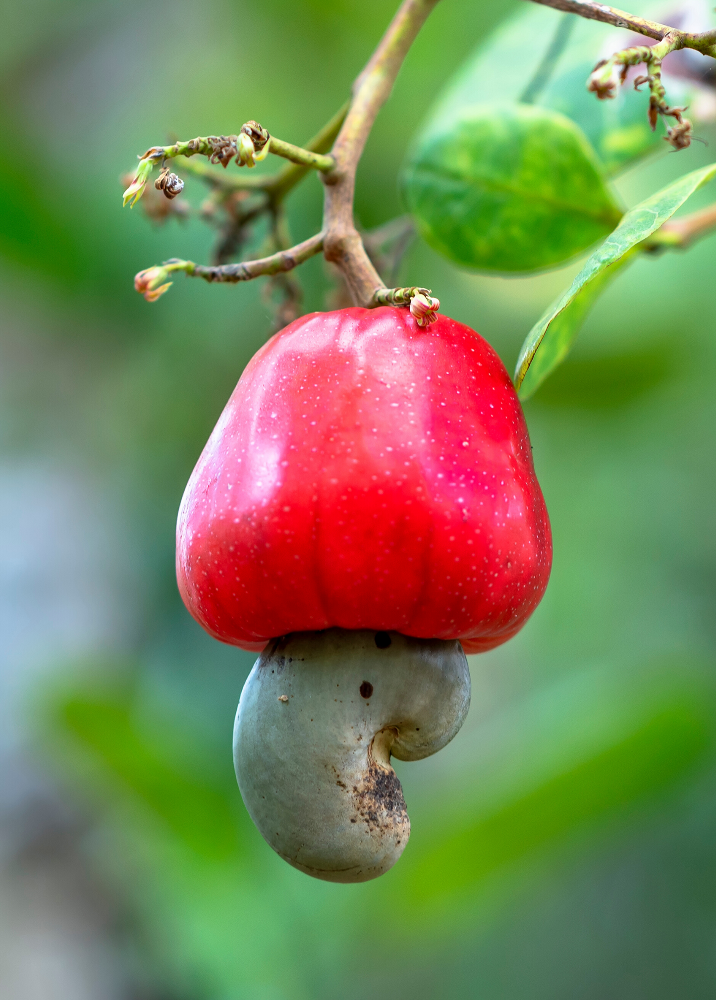 Red Cashew Tree - Edible Fruit & Nut, Tropical, Anacardium occidentale