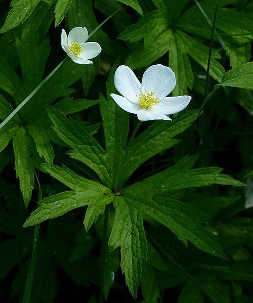 100 Anemone canadensis Seeds | Canada Anemone Wildflower for Meadows & Borders | Native Perennial Pollinator Plant