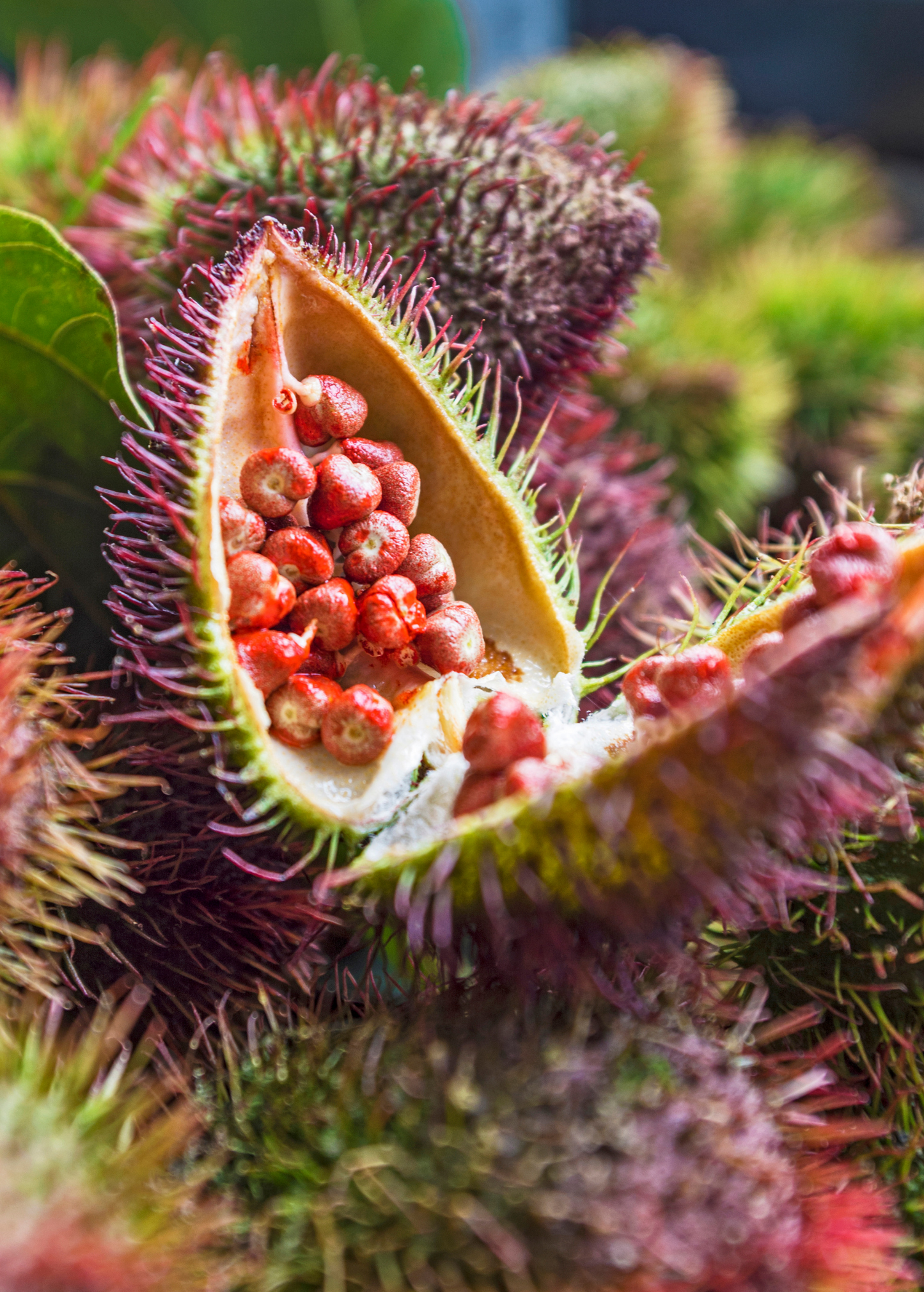 Annatto Seeds - Natural Food Coloring & Spice - Bixa orellana - Tropical Plant for Culinary & Cosmetic Use