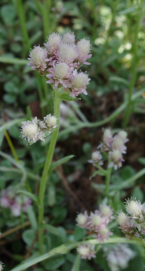 Antennaria neglecta Seeds β Prairie Pussytoes Native Groundcover Drought Tolerant Wildflower 100 Seeds