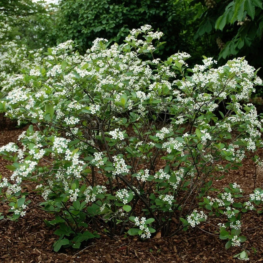 12 Unrooted Aronia melanocarpa Cuttings | Black Chokeberry Native Shrub for Edible Berries & Landscaping