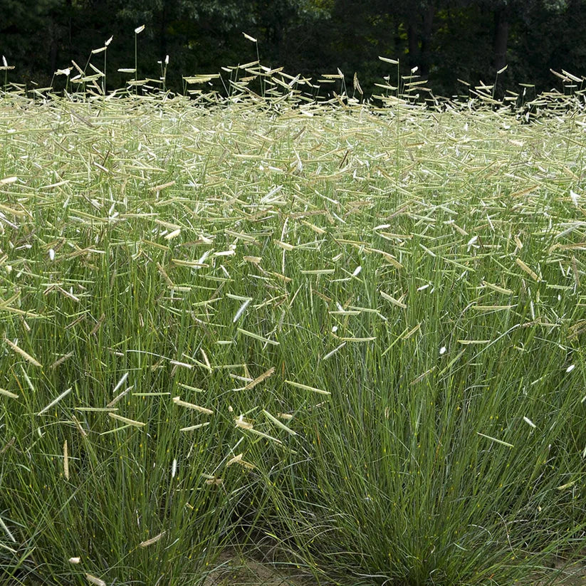 Bouteloua gracilis Seeds β Blue Grama Grass Native Prairie Drought-Tolerant Low-Growing Clumping Seed Pack