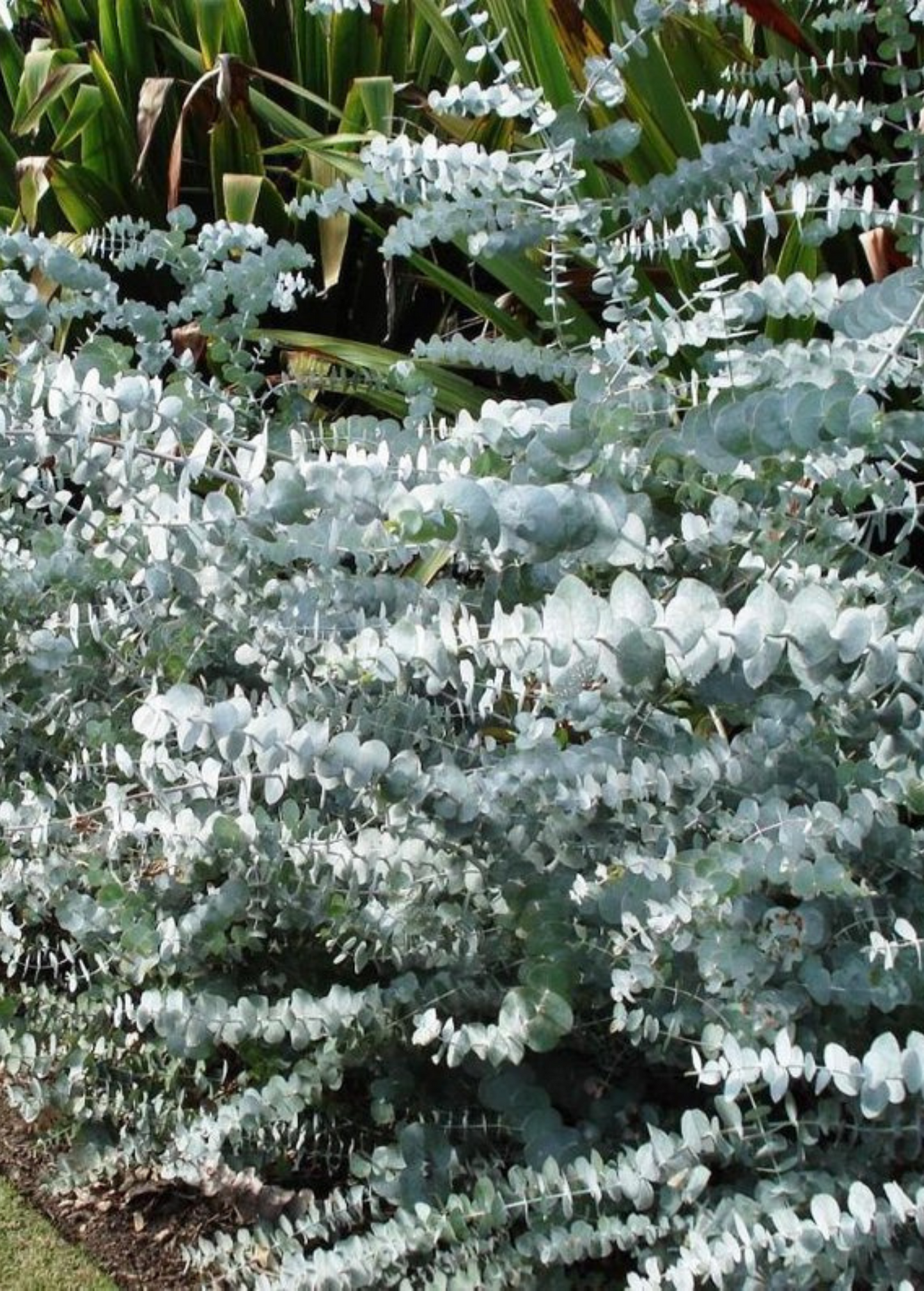 Baby Blue Eucalyptus (Eucalyptus pulverulenta) - Silver Dollar Foliage, Small Evergreen Shrub for Floral Arrangements