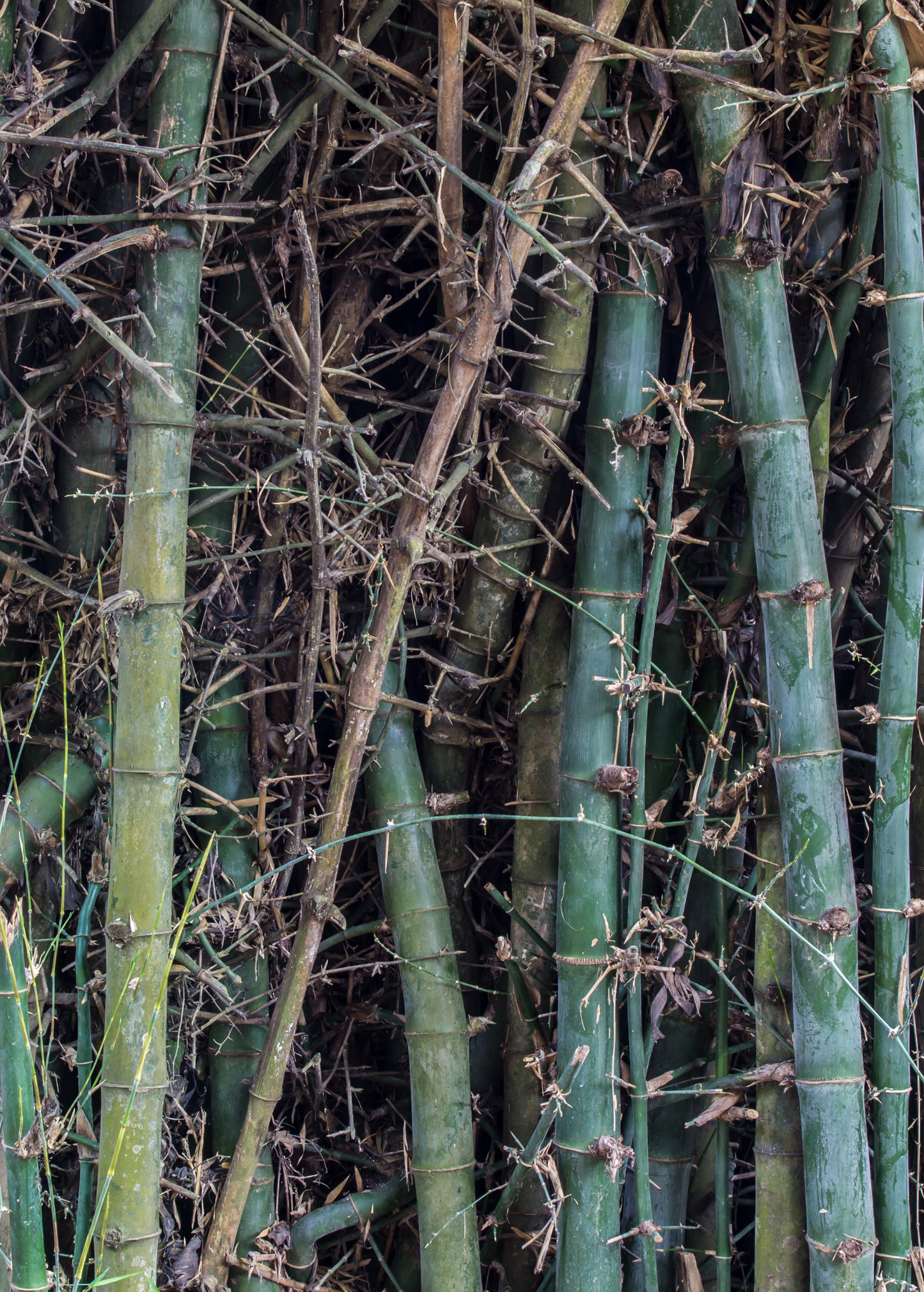 Bamboo Oldhamii Clumping Plant | Edible, Cold-Hardy, Fast-Growing Bamboo for Food Forests & Landscapes (Bambusa oldhamii)