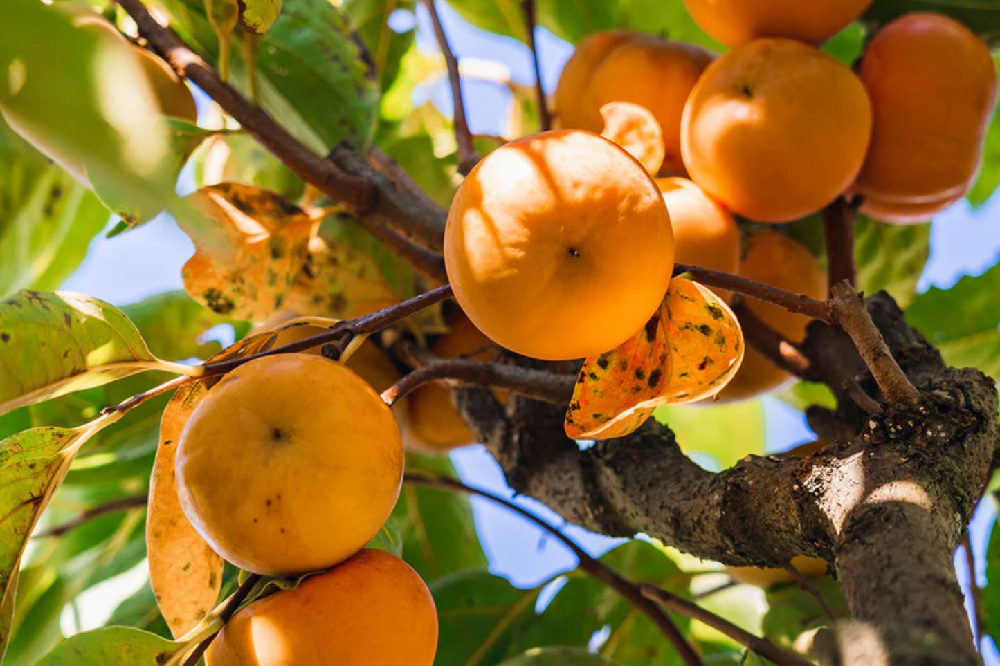 Fuyu Persimmon Tree β Non-Astringent, Sweet Fruit, Bareroot, Diospyros kaki, Ready to Plant, Home Orchard, Cold Hardy