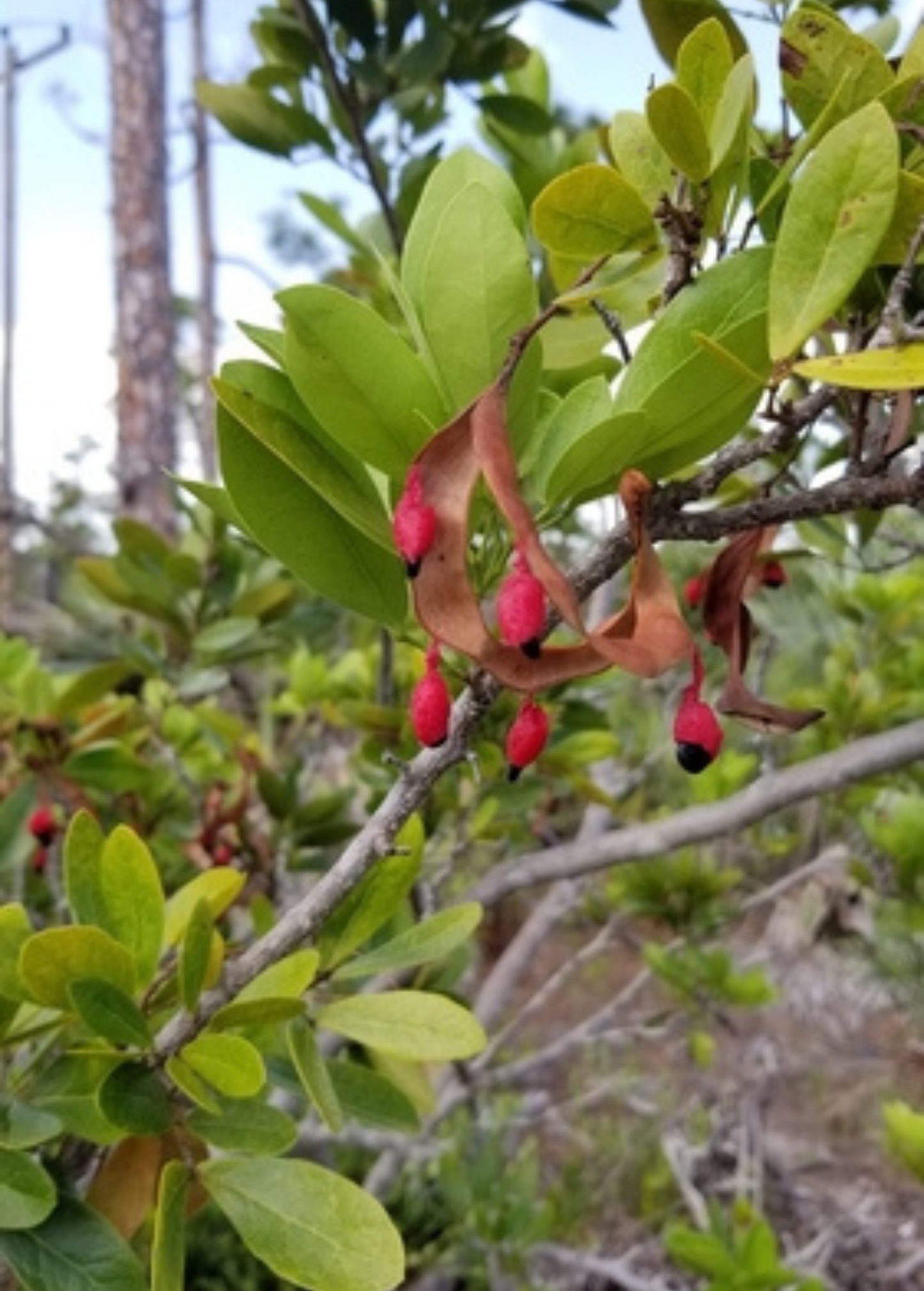 Black Bead Shrub or Small Tree, Pink-White Flowers, Edible Red Arils, Pithecellobium keyense, Native Florida & Caribbean