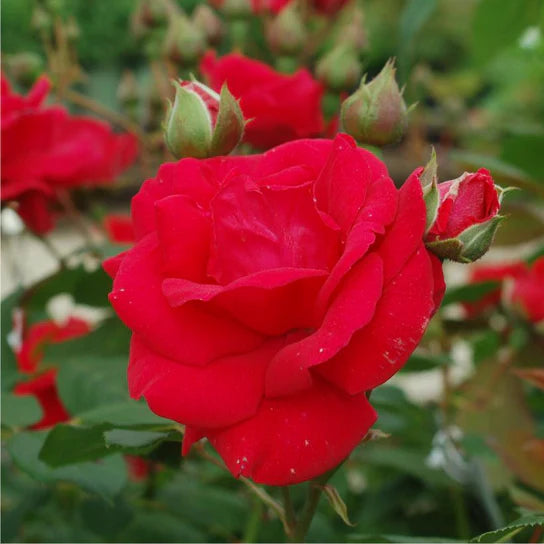 Super Rare Climbing Blaze Rose Cuttings – Rosa ‘Blaze’ Red Climbing Rose for Rooting & Grafting, Unrooted Garden Propagation Set