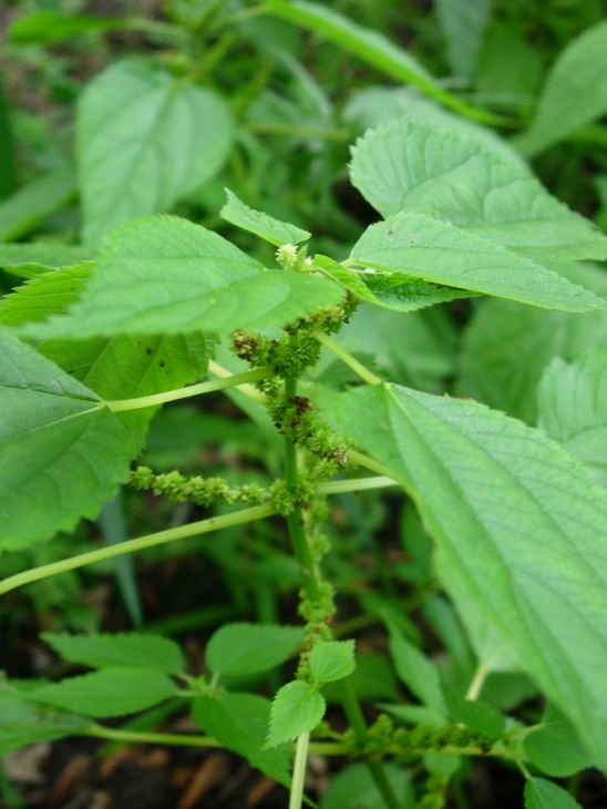Boehmeria cylindrica Seeds β Smallspike False Nettle Native Wetland Plant for Wildlife Habitat, Stream Edges, Rain Gardens, 100 Seeds