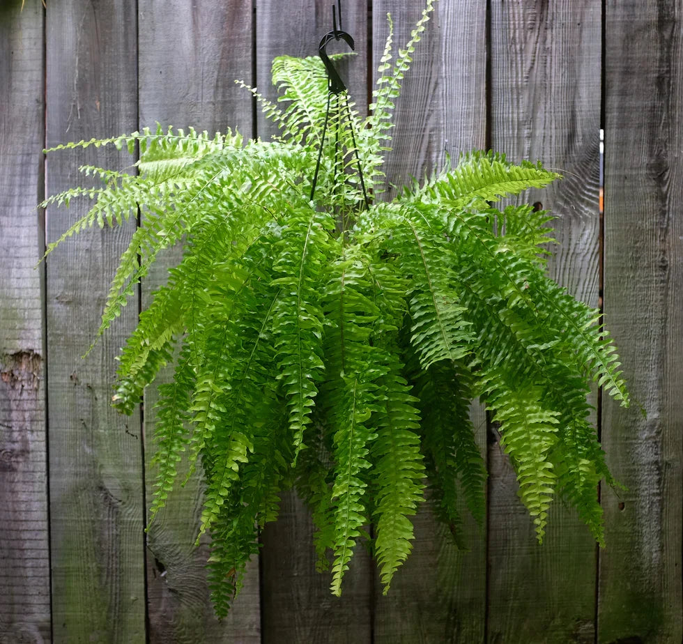 4 Boston Fern Live Plants, 8” Tall | Indoor/Outdoor Air-Purifying Nephrolepis exaltata by Costa Farms