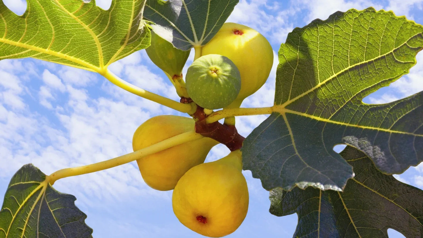 Yellow Long Neck Fig Tree Live Bare Root Plant Ficus carica for Orchard, Garden, or Container