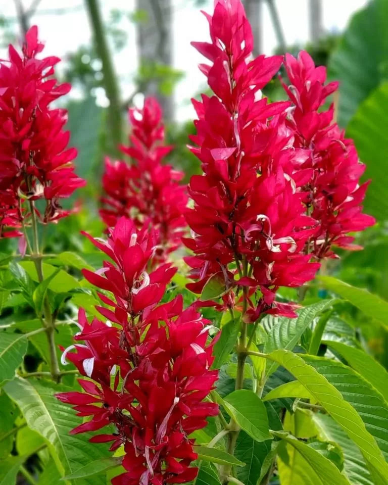 Brazilian Red Cloak Cuttings - 7 Unrooted Tropical Flowering Shrubs Megaskepasma erythrochlamys