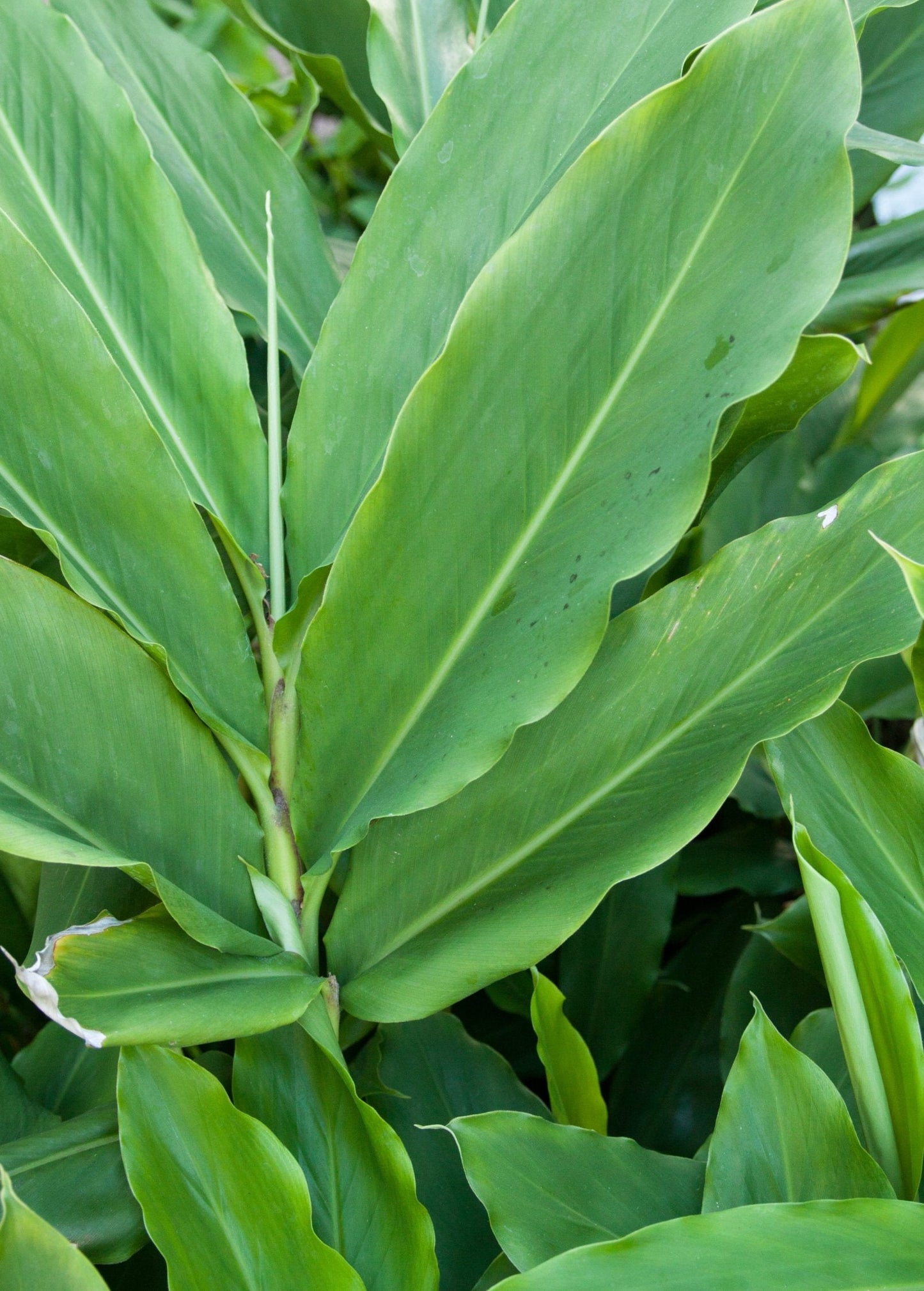 Cardamom Spice Seeds, Elettaria cardamomum, Aromatic Culinary & Therapeutic Herb