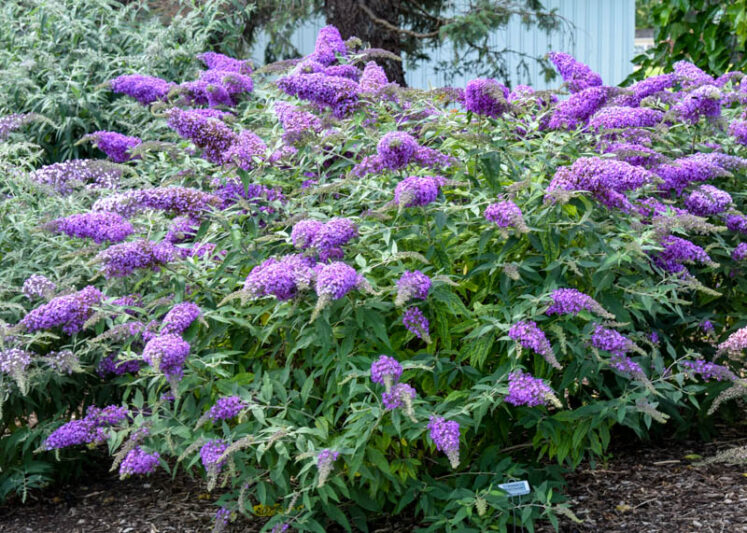 Buddleja Davidii Purple Butterfly Bush Cuttings – Unrooted 6" Live Flower Plants for Pollinators, Fast-Growing Shrub