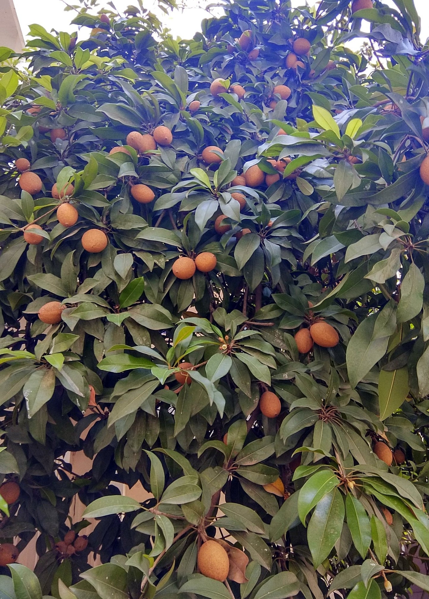 Grafted Mamey Sapote 'Key West' Fruit Tree – Tropical Edible Tree, Sweet Almond Flavor, Pouteria sapota