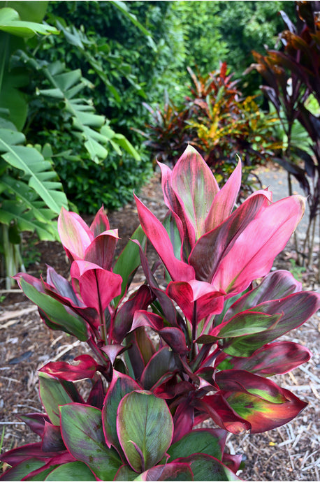 Hawaiian Ti Leaf Cuttings β 6" Cordyline fruticosa Hybrid Mix β Tropical Garden & Container Planting