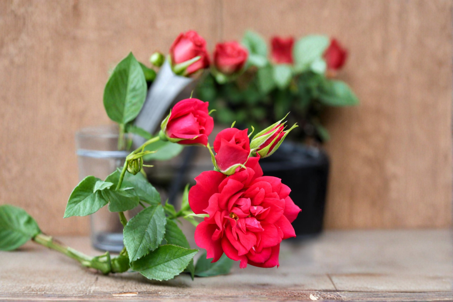 Miniature Rose Plant 2 Gallon Medium Red Rosa spp. for Garden, Container, Landscaping