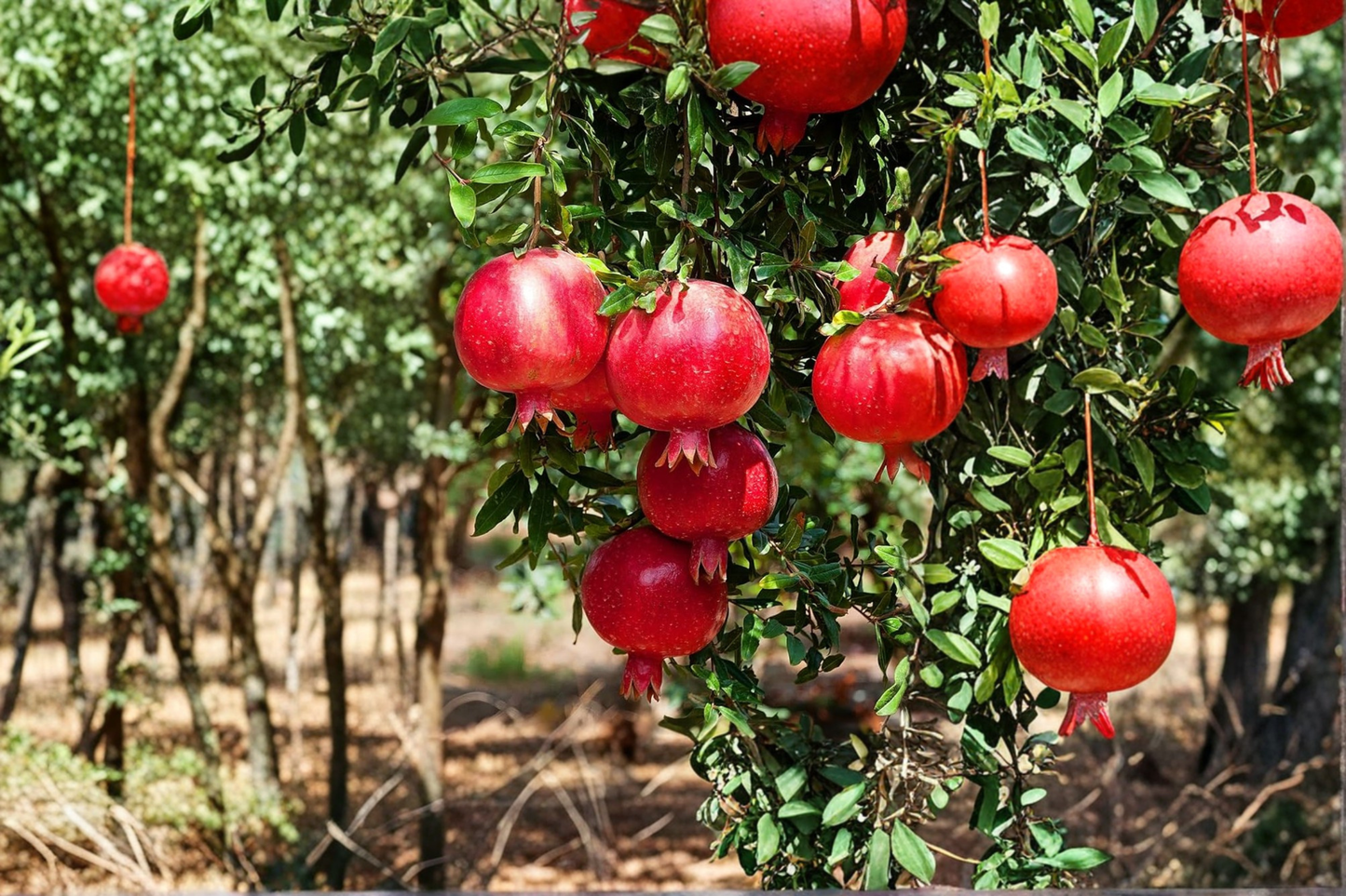Wonderful Pomegranate Tree Live Plant – 4-6 ft Fruit Tree Punica granatum for Home Garden & Orchard