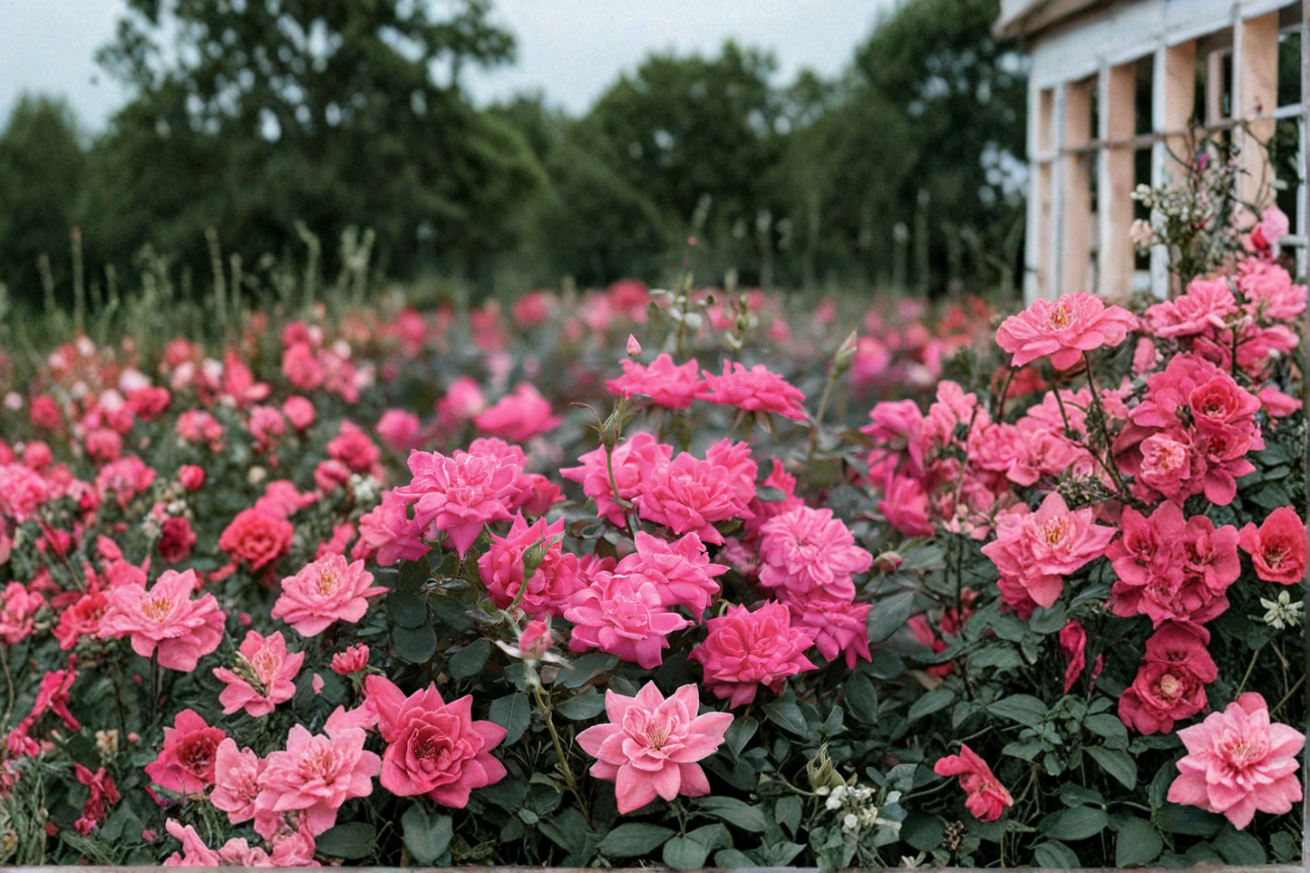 Pink Double Knock Out Rose Live Plant – 3 Gallon Flowering Shrub for Garden Borders & Landscape - Rosa spp.