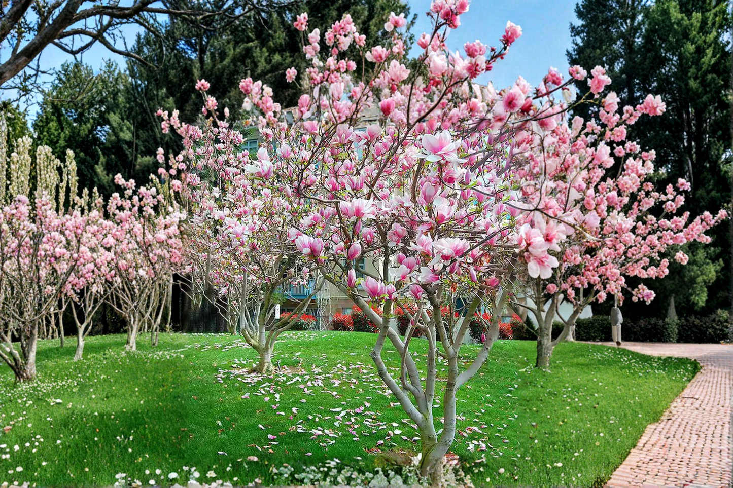 Pink Japanese Magnolia Tree 4-5 ft Live Plant in 5-Gallon Container, Magnolia liliiflora Ornamental Tree for Garden Landscape