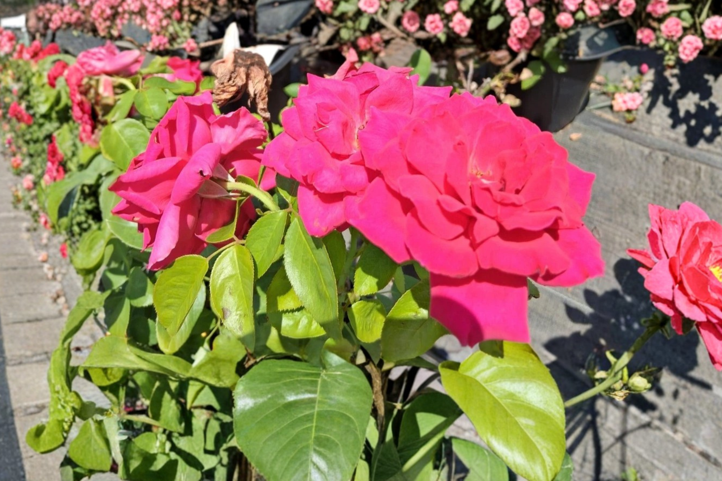 Deep Pink Hybrid Tea Rose Live Plant, 2-Gallon Container, Rosa spp., Flowering Bush for Garden Landscape