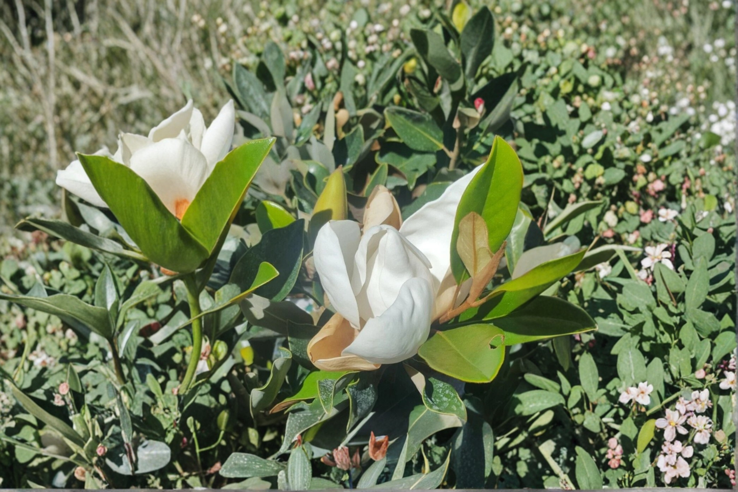 Southern Magnolia Tree 4-5 ft Live Plant in 5-Gallon Container, Magnolia grandiflora, White Flowers, Evergreen Ornamental Tree