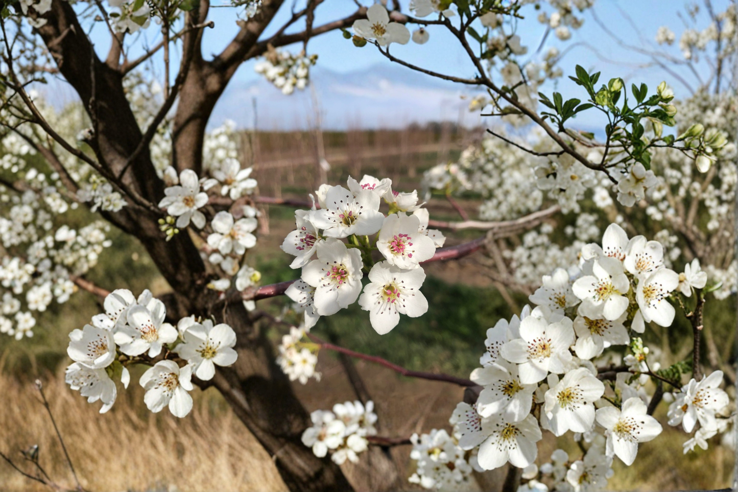 Flowering Pear Tree 5 Gal – Ornamental Pyrus calleryana ‘Aristocrat’ with White Spring Blooms for Landscaping