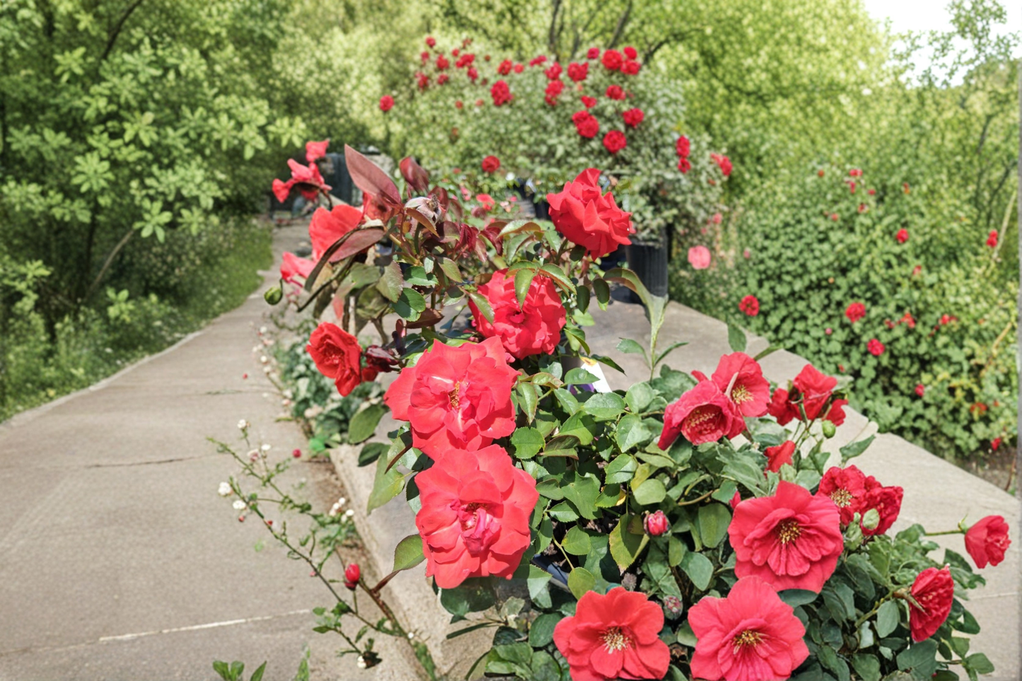 High Society Climbing Rose 2 Gal Live Plant Deep Pink Blooms for Trellis, Arbor, Fence Rosa spp.