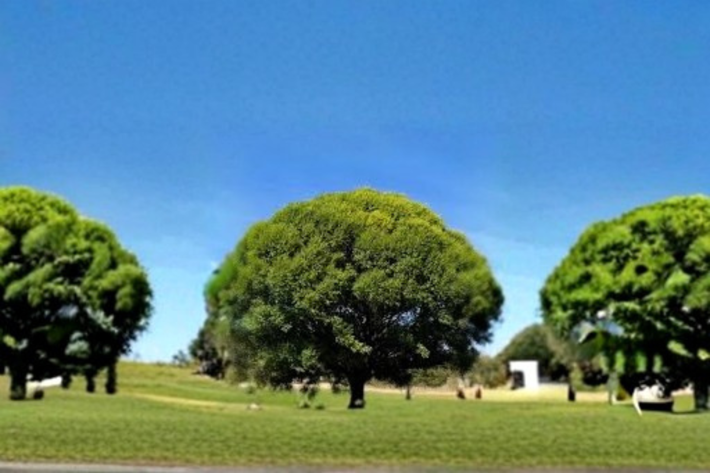 Live Globe Willow Tree 4-6 ft, Fast Growing Shade Tree, Deciduous Landscape Tree, Salix matsudana 'Tortuosa'