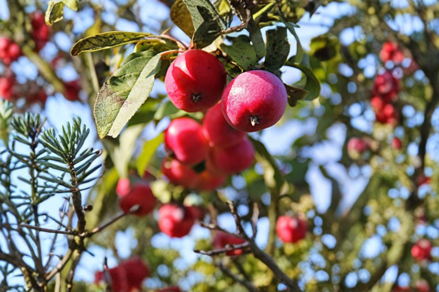 Fruiting Crabapple Tree 4-6 Ft Live Plant, Ornamental Flowering Tree with Small Red Fruits, Malus spp.
