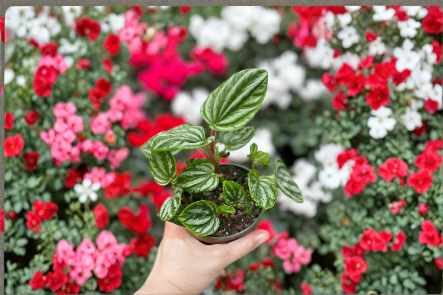 Peperomia Ecuador Live Plant, Rooted Tropical Houseplant, Compact Foliage, Indoor Decor, Easy Care, Peperomia sp.