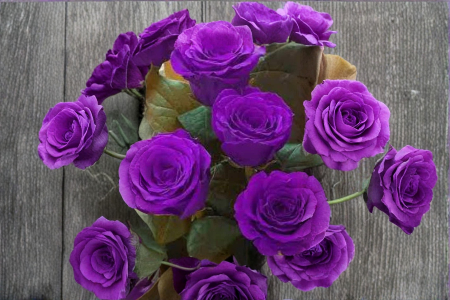 Rare Dark Purple English Rose Seeds – 20 Pack, Ornamental Flower Seeds for Garden, Rosa spp.