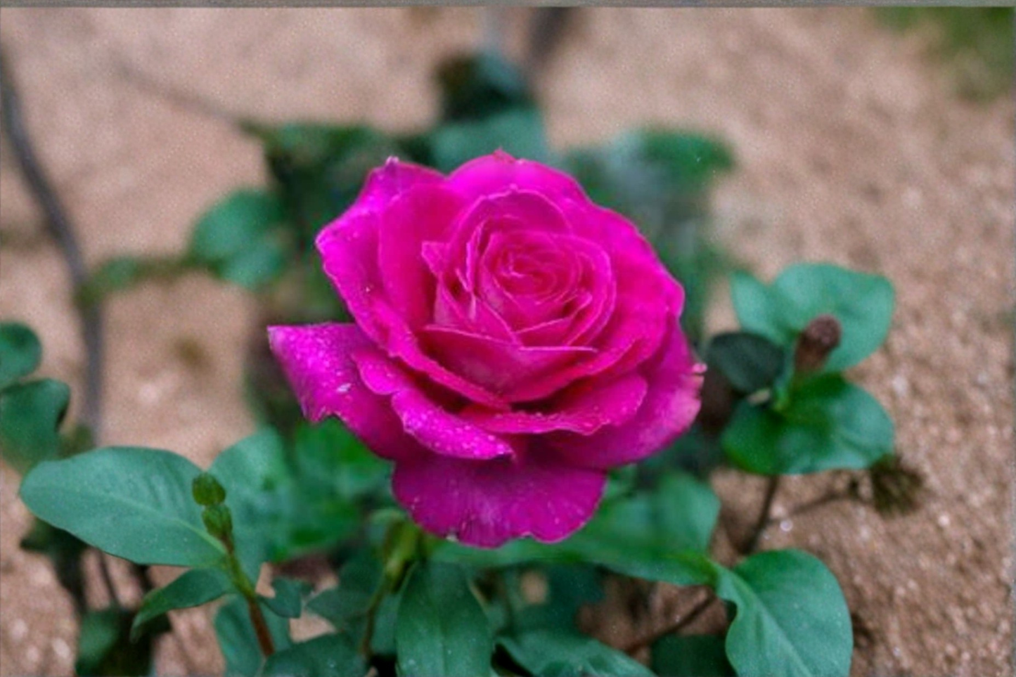 English Lady Pink Rose Seeds - Flower Bush, Ornamental Garden Rose, Rosa spp.