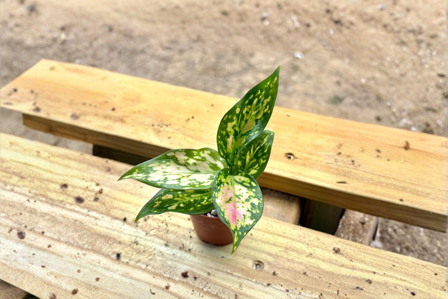 Aglaonema Wishes Live Plant ā Pink Variegated Chinese Evergreen, 2 Inch Pot, Indoor Tropical Houseplant, Decorative Gift