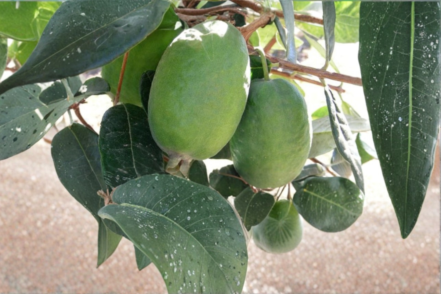 Live Kakariki Pineapple Guava Plant | 1 Gallon Pot | Edible Fruit Shrub | Acca sellowiana