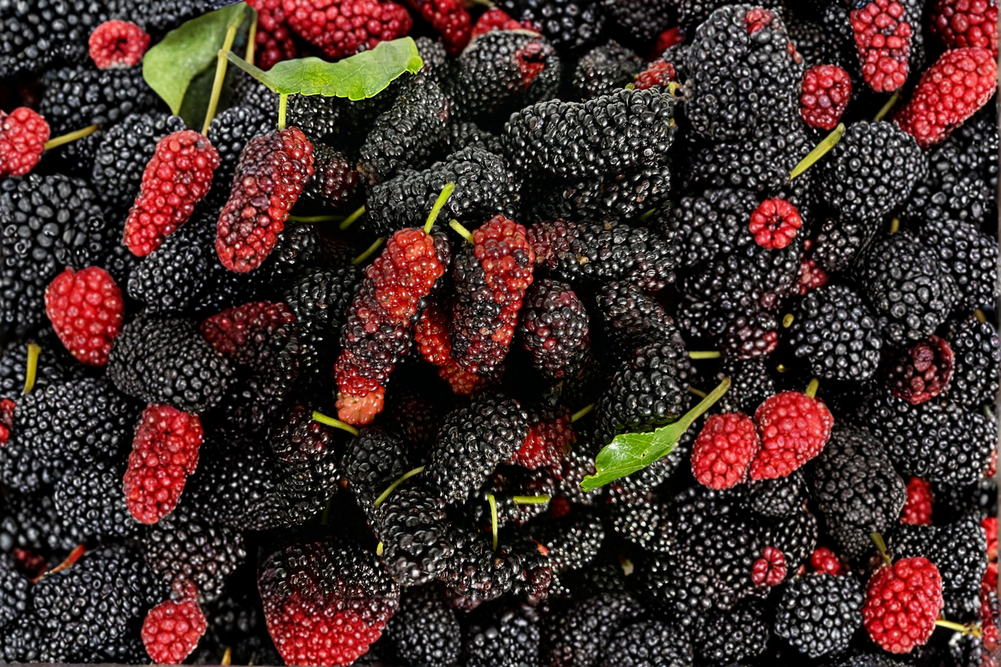 Dwarf Everbearing Mulberry Live Plant - Morus nigra Starter, 3-15 Inches Tall