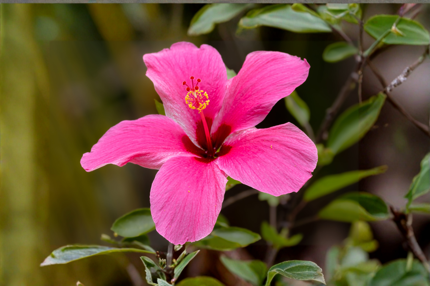 Madagascar Hibiscus Live Starter Plant 3-5 Inches Rooted | Hibiscus moscheutos