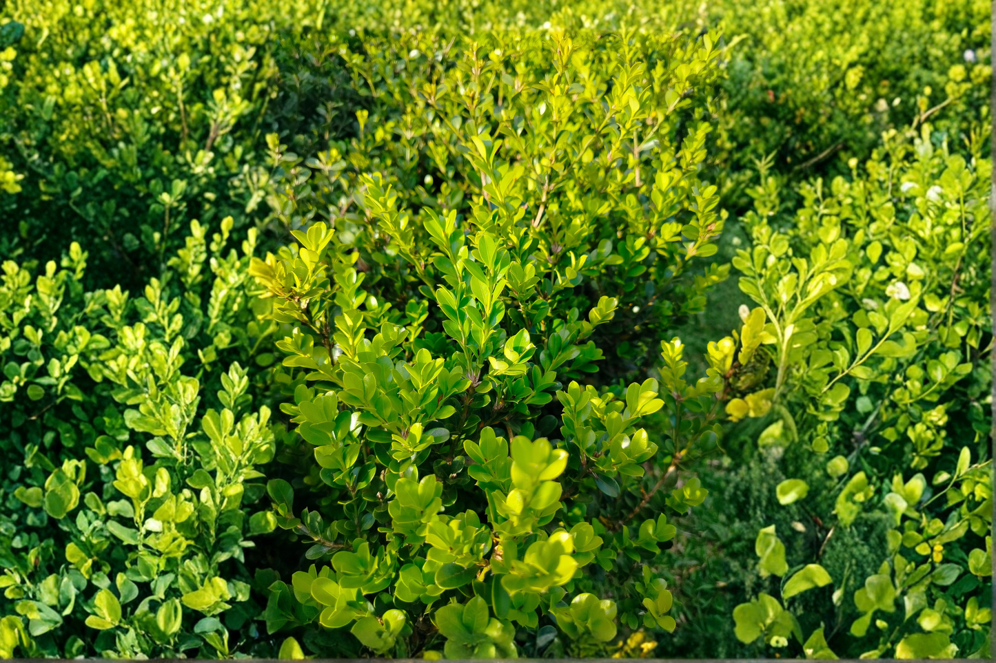 Unraveled Weeping Boxwood Live Plant 1 Qt – Evergreen Buxus Shrub for Gardens and Containers